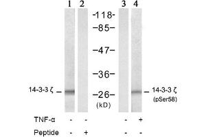 Image no. 2 for anti-14-3-3 zeta (YWHAZ) (Ser58) antibody (ABIN197404) (14-3-3 zeta 抗体  (Ser58))