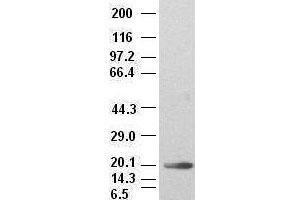 IL-6 antibody (2G3) at 1:2000 + recombinant human IL-6 (IL-6 抗体  (AA 29-212))
