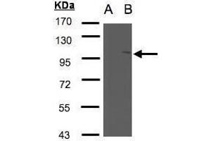 WB Image Western Blot analysis of NSMAF expression in transfected 293T cell line by NSMAF polyclonal antibody. (NSMAF 抗体)