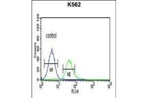 TCF4 Antibody (N-term) (ABIN651942 and ABIN2840468) flow cytometric analysis of K562 cells (right histogram) compared to a negative control cell (left histogram). (TCF4 抗体  (N-Term))