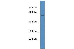 Western Blot showing Lap3 antibody used at a concentration of 1. (LAP3 抗体  (N-Term))