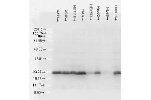 Western Blot analysis of Human Cell lysates showing detection of Hsp27 protein using Mouse Anti-Hsp27 Monoclonal Antibody, Clone 5D12-A3 . (HSP27 抗体  (FITC))