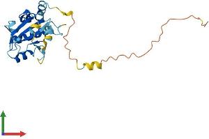 Protein Structure (PS) image for Nucleoredoxin Like Protein 1 (NXNL1) (AA 1-217) protein (His tag) (ABIN7559798)