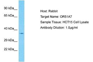 Western Blotting (WB) image for anti-Olfactory Receptor, Family 51, Subfamily A, Member 7 (OR51A7) (C-Term) antibody (ABIN2791825)