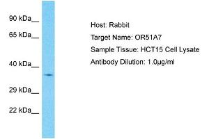 Host: Rabbit Target Name: OR51A7 Sample Type: HCT15 Whole Cell lysates Antibody Dilution: 1. (OR51A7 抗体  (C-Term))