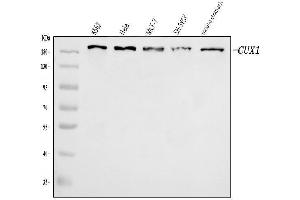 Western blot analysis of CUX1 using anti-CUX1 antibody (ABIN7599103).