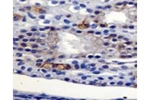 Detection of Agr2 in mouse kidney using Agr2 polyclonal antibody . (AGR2 抗体  (AA 1-50))
