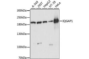 Western blot analysis of extracts of various cell lines, using IQGAP1 antibody (ABIN6289973) at 1:1000 dilution. (IQGAP1 抗体)