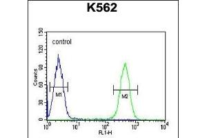 HDAC2 Antibody (Center) (ABIN653718 and ABIN2843029) flow cytometric analysis of K562 cells (right histogram) compared to a negative control cell (left histogram). (HDAC2 抗体  (AA 410-439))