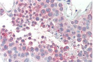 ABIN308396 (5µg/ml) staining of paraffin embedded Human Testis. (MARCH10 抗体  (Internal Region))