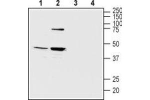 Western blot analysis of mouse (lanes 1 and 3) and rat (lanes 2 and 4) brain lysates: - 1,2. (Melatonin Receptor 1B 抗体  (3rd Intracellular Loop))