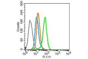 Hela cells probed with MDR1 Polyclonal Antibody, Unconjugated  for 30 minutes followed by incubation with a conjugated secondary (FITC) (green) for 30 minutes compared to control cells (blue), secondary only (light blue) and isotype control (orange). (ATP-Binding Cassette, Sub-Family B (MDR/TAP), Member 1B (ABCB1B) (AA 21-100) 抗体)