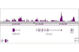 FOXG1 antibody (pAb) tested by ChIP-Seq. (FOXG1 抗体  (C-Term))