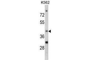 Image no. 1 for anti-CCR4 Carbon Catabolite Repression 4-Like (CCRN4L) (C-Term) antibody (ABIN452826) (CCRN4L 抗体  (C-Term))
