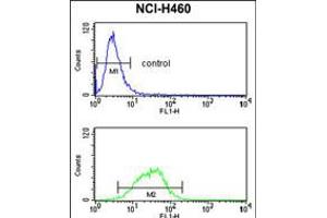 Flow cytometry analysis of NCI-H460 cells (bottom histogram) compared to a negative control cell (top histogram). (MAG 抗体  (AA 439-466))