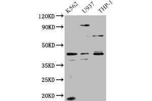 Western Blot Positive WB detected in: HepG2 whole cell lysate All lanes: APOL1 antibody at 1. (APOL1 抗体  (AA 179-398))
