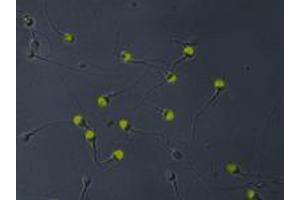 Immunofluorescence (IF) image for anti-Acrosomal Vesicle Protein 1 (ACRV1) antibody (ABIN238420)