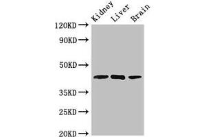 Western Blot Positive WB detected in: Mouse kidney tissue, Rat liver tissue, Rat brain tissue All lanes: KLF12 antibody at 2. (KLF12 抗体  (AA 36-313))