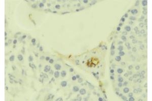 ABIN6273663 at 1/100 staining Mouse testis tissue by IHC-P.