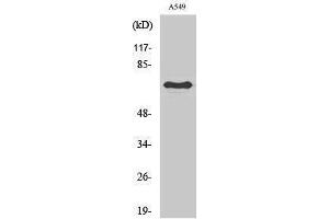 Western Blotting (WB) image for anti-Frizzled Family Receptor 3 (FZD3) (Internal Region) antibody (ABIN3175150) (FZD3 抗体  (Internal Region))
