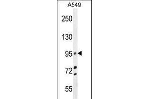 TRIM9 Antibody (C-term) (ABIN655760 and ABIN2845203) western blot analysis in A549 cell line lysates (35 μg/lane). (TRIM9 抗体  (C-Term))