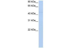 Western Blotting (WB) image for anti-Nuclear Receptor Subfamily 2, Group F, Member 1 (NR2F1) (N-Term) antibody (ABIN928004)
