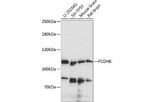 Western blot analysis of extracts of various cell lines, using PCDH8 antibody (ABIN7269731) at 1:1000 dilution. (Protocadherin 8 抗体  (AA 450-750))