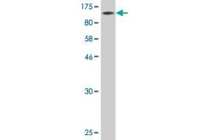 Western Blotting (WB) image for anti-POU Domain, Class 2, Transcription Factor 1 (POU2F1) (AA 1-743) antibody (ABIN519045)