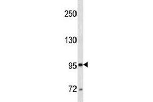 CD10 antibody western blot analysis in CEM lysate.