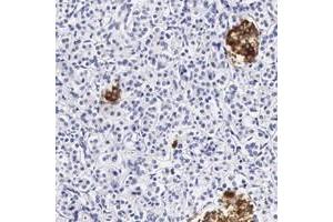 Immunohistochemical staining of human pancreas with DGCR2 polyclonal antibody  shows strong cytoplasmic positivity in islet cells at 1:20-1:50 dilution.