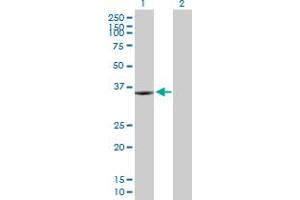 Western Blot analysis of KIF6 expression in transfected 293T cell line by KIF6 MaxPab polyclonal antibody. (KIF6 抗体  (AA 1-293))