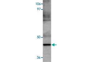Western blot analysis of HeLa cells with MAEL polyclonal antibody  at 1 ug/mL dilution. (MAEL 抗体  (C-Term))