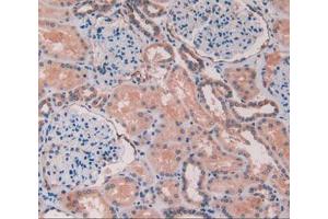 IHC-P analysis of kidney tissue, with DAB staining. (Caveolin-1 抗体  (AA 2-104))