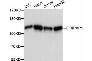 Western blot analysis of extracts of various cell lines, using GRIPAP1 antibody (ABIN6290427) at 1:3000 dilution. (GRIPAP1 抗体)