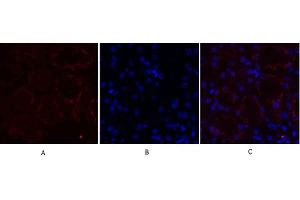 Immunofluorescence analysis of mouse kidney tissue.