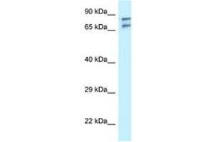 Image no. 1 for anti-TNFAIP3 Interacting Protein 1 (TNIP1) (AA 99-148) antibody (ABIN6747632)