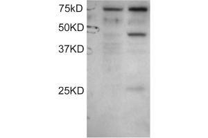 Western Blotting (WB) image for anti-Angiopoietin-Like 1 (ANGPTL1) (C-Term) antibody (ABIN2789892)