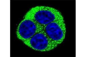 Confocal immunofluorescent analysis of NQO1 antibody with HeLa cells followed by Alexa Fluor 488-conjugated goat anti-rabbit lgG (green). (NQO1 抗体  (AA 118-144))