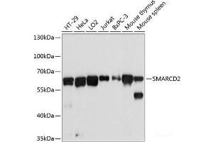 Western blot analysis of extracts of various cell lines using SMARCD2 Polyclonal Antibody at dilution of 1:3000. (SMARCD2 抗体)