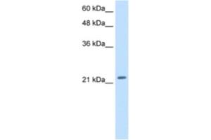 Western Blotting (WB) image for anti-Polyamine Modulated Factor 1 (PMF1) antibody (ABIN2460243) (PMF1 抗体)