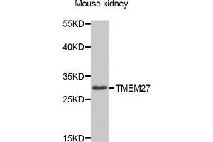 Western blot analysis of extracts of Mouse kidney cell line, using TMEM27 antibody. (TMEM27 抗体)