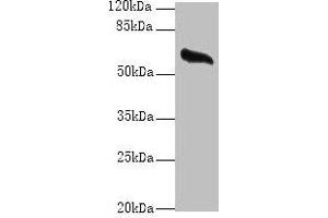 Western blot All lanes: GPC4 antibody at 8 μg/mL + Mouse brain tissue Secondary Goat polyclonal to rabbit IgG at 1/10000 dilution Predicted band size: 63, 55 kDa Observed band size: 63 kDa (GPC4 抗体  (AA 19-210))