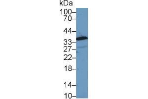 Western Blot; Sample: Cavia Lung lysate; Primary Ab: 1µg/ml Rabbit Anti-Cavia ANXA1 Antibody Second Ab: 0.