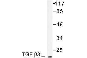 Image no. 1 for anti-Transforming Growth Factor, beta 3 (TGFB3) antibody (ABIN271851) (TGFB3 抗体)