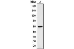 Western blot analysis of DCLRE1B expression in HOS (A) whole cell lysates. (DCLRE1B 抗体  (C-Term))