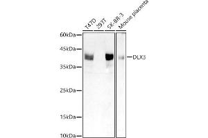 Western blot analysis of extracts of various cell lines, using DLX3 antibody (ABIN7266800) at 1:1000 dilution. (DLX3 抗体)