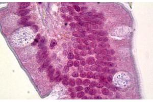 Anti-FOXQ1 antibody IHC staining of human small intestine. (FOXQ1 抗体)