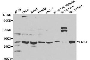 Western blot analysis of extracts of various cell lines, using PMS1 antibody. (PMS1 抗体  (AA 405-619))