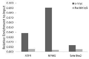 Chromatin immunoprecipitation analysis of extracts of K-562 cells, using c-Myc antibody (ABIN7268711) and rabbit IgG. (c-MYC 抗体)