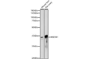 Western blot analysis of extracts of various cell lines, using HSD3B1 antibody (ABIN7267801) at 1:1000 dilution. (HSD3B1 抗体)